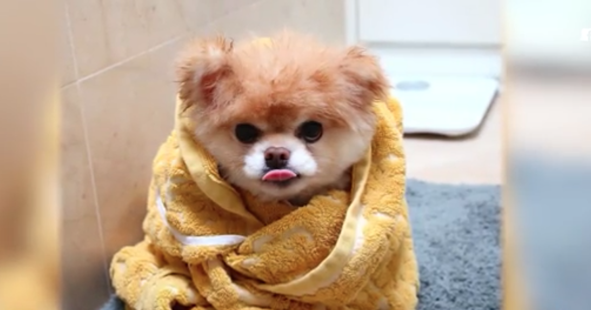 Boo, the world's cutest dog, dies at 12 Boo, the world's cutest dog, dies at 12